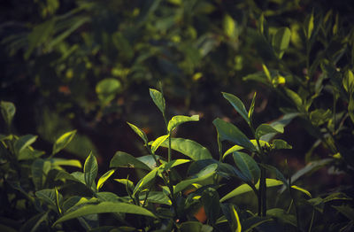 High angle view of plant growing on field