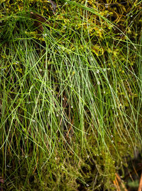 Full frame shot of wet grass on field