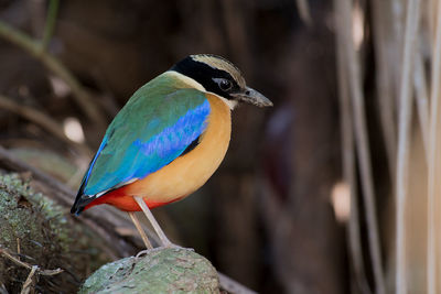 Close-up of a bird perching on a tree
