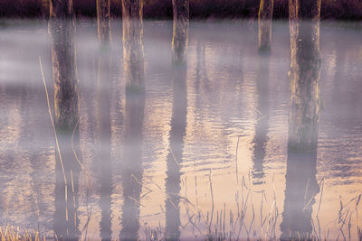 Reflection of trees in lake