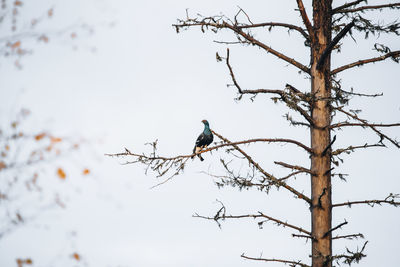 Low angle view of birds perching on bare tree against sky