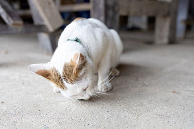 Close-up of a dog