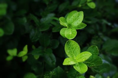 Close-up of raindrops on leaves