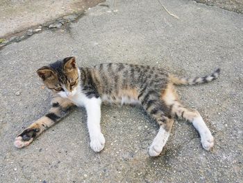 High angle portrait of cat lying on street