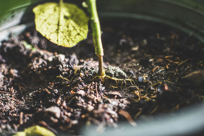 Close-up of fresh green plant in field