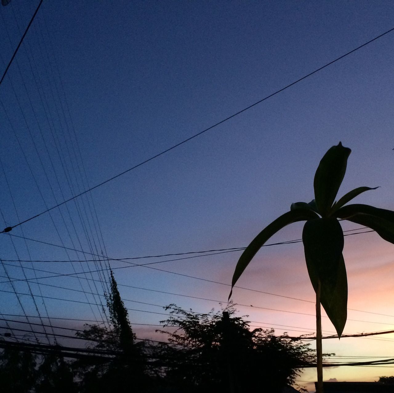 power line, low angle view, cable, power supply, electricity pylon, electricity, growth, sky, connection, clear sky, nature, tree, plant, silhouette, power cable, outdoors, no people, branch, leaf, dusk