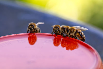 Close-up of bee