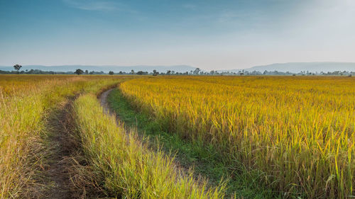 Panorama of beautiful rice field of the curve. rice fields in green and yellow 