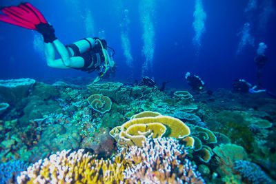 Scuba diving in sea