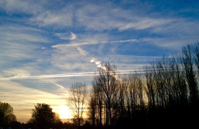 Low angle view of silhouette trees against sky