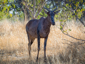 Red hartebeest standing in dry grass at moremi national park, botswana, africa