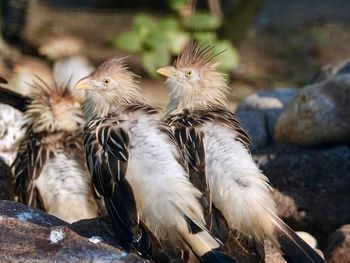 Close-up of birds on rock