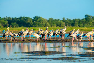 View of birds in lake against clear sky