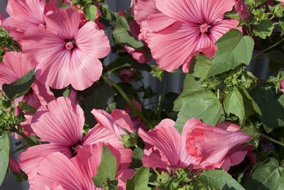 Close-up of pink flowering plants