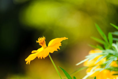 Close-up of yellow flowering plant