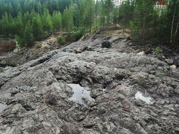 Plants growing on rocks in forest