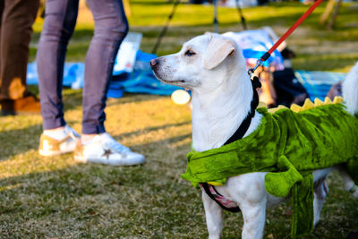 Low section of dog standing outdoors