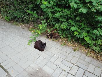 High angle view of cat on plant