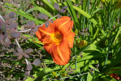 Close-up of orange flower