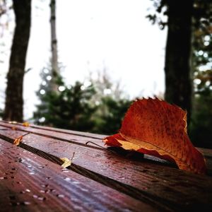 Close-up of red leaf on wood