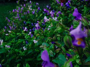 Close-up of purple flowers