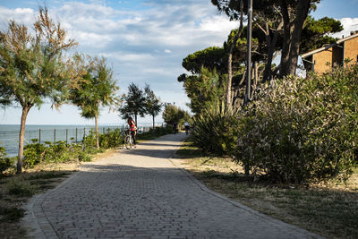 Empty road along trees and plants in city