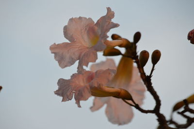 Close-up of flowers against blurred background