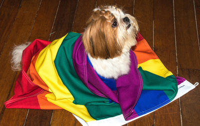 Close-up of dog