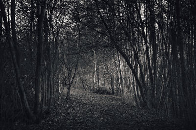 Trees in forest against sky