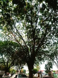 Low angle view of trees against sky