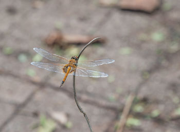 Close-up of insect