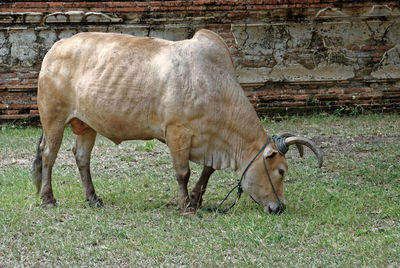 Cow grazing on grassy landscape