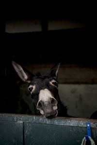 Head shot of black donkey in stable