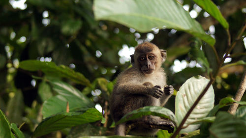 Low angle view of monkey sitting on tree