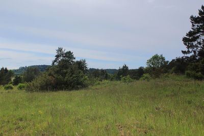 Trees on field against sky