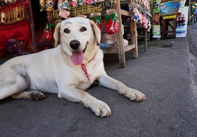 Portrait of dog sitting outdoors