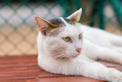 Close-up of a cat lying down