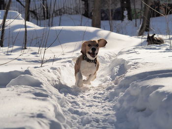 Dog running on snow covered field