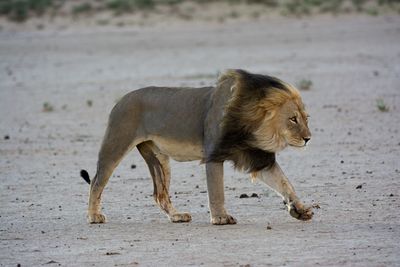 Lion walking on field