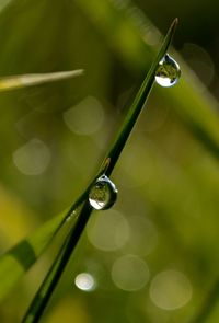 Close-up of dew drop on grass