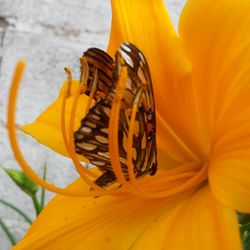 Close-up of yellow day lily blooming outdoors