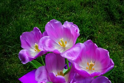 Close-up of crocus blooming on field