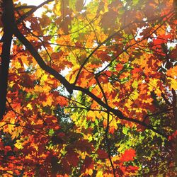 Low angle view of tree during autumn