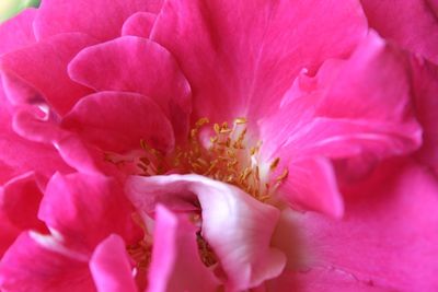 Full frame shot of pink rose flower