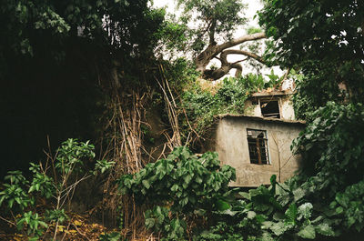 Low angle view of trees and house in forest