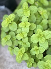 Close-up of mint plants