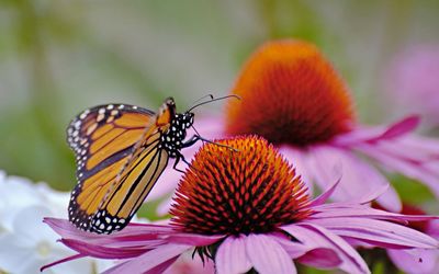 Close-up of butterfly pollinating on purple flower