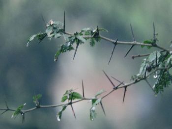 Close-up of plant against sky