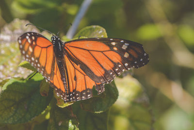 Close-up of butterfly on leaf