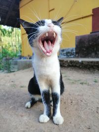 Close-up of cat yawning